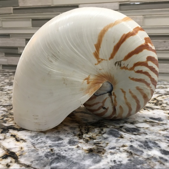 Other - NAUTILUS SEA SHELL - 6"